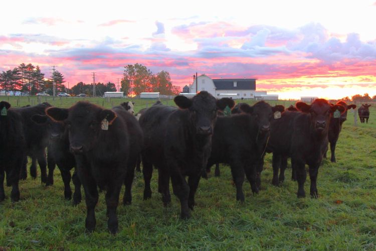 Michigan State University's South Campus Animal Farms include centers for dairy cattle, feedlot cattle and beef cow-calf, swine, sheep, poultry, and horses, all located within three miles of MSU’s central campus.