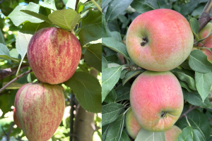 West central Michigan apple maturity report – August 25, 2022