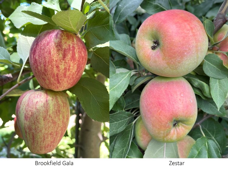 Brookfield Gala and Zestar apples.