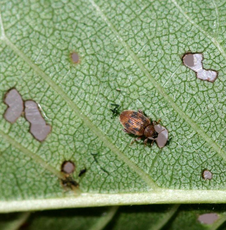 European elm flea weevil on an Elm tree. Photos by Whitney Cranshaw, Colorado State University, Bugwood.org.