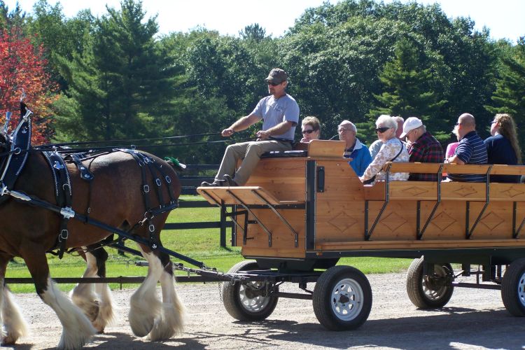 Carriage ride at the Alcona Clydesdale Horse Farm l MSU Extension