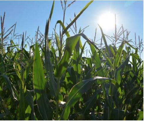 Picture of corn plants