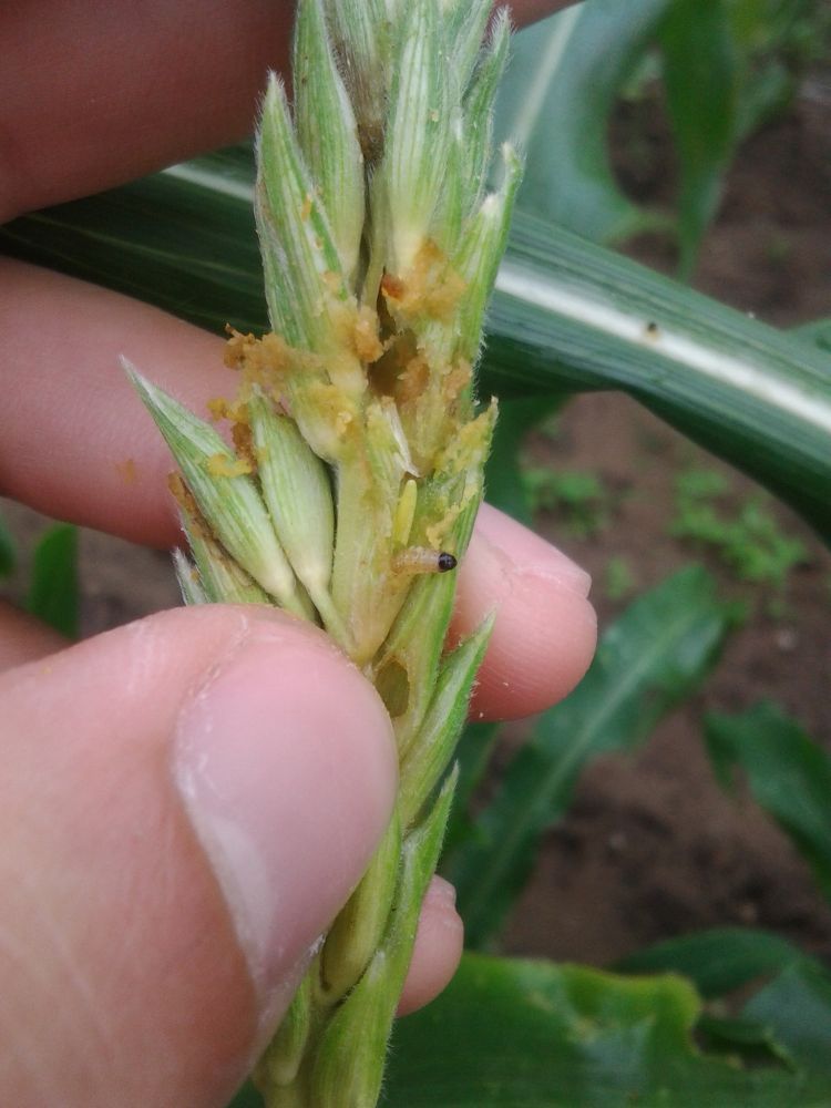 European corn borer damage to a fresh sweet corn tassel