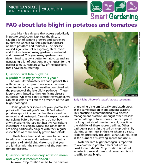 FAQ about late blight in potatoes and tomatoes MSU Extension