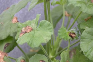 botrytis blight fuchsia