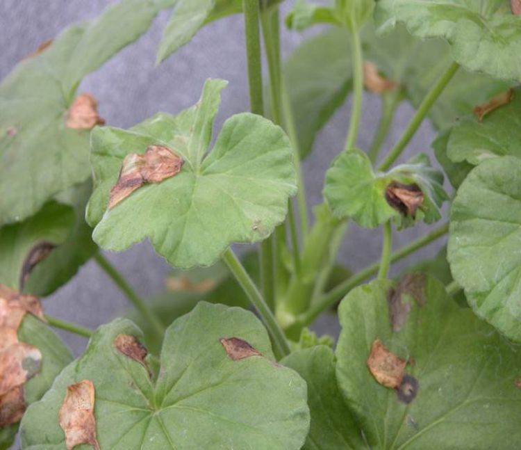 Photo 1. Leaf spots on geranium caused by blossom drop. All images courtesy of Mary Hausbeck, MSU.