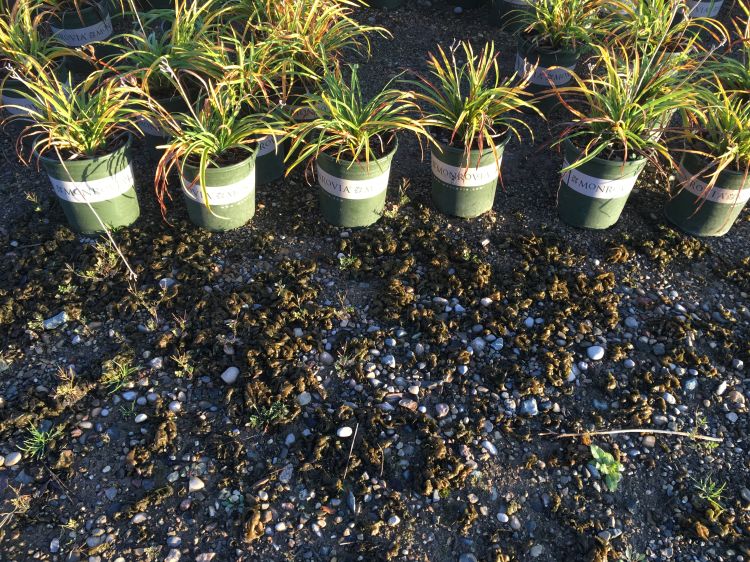 A green, mossy-looking substance growing on a hard, gravel surface next to potted nursery plants.