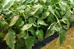 East Michigan Vegetable Update May 8 2019 Vegetables