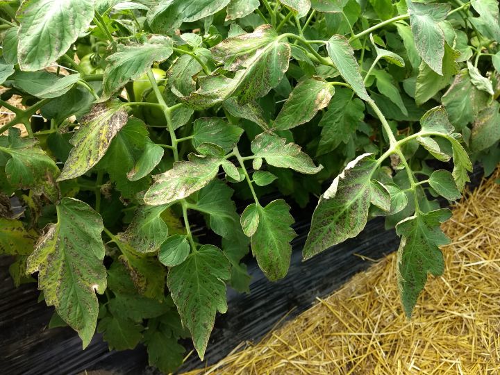 East Michigan Vegetable Update May 8 2019 Vegetables
