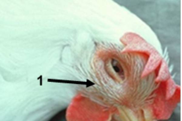 Infectious Coryza could be a concern for poultry owners