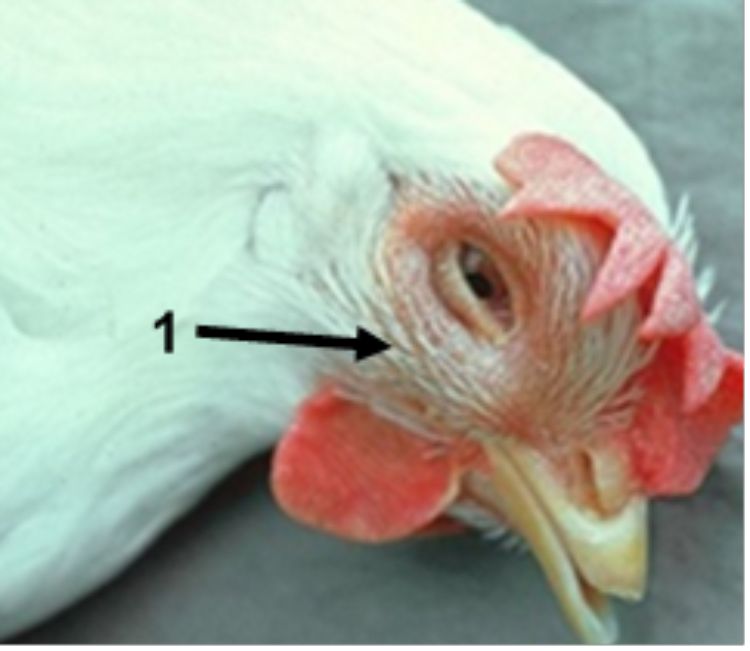 Nasal discharge observed on a chicken.