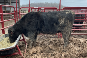 Don’t let the performance of your cattle get stuck in the mud