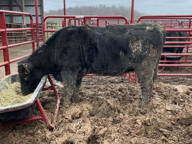 black cow standing in muddy pen