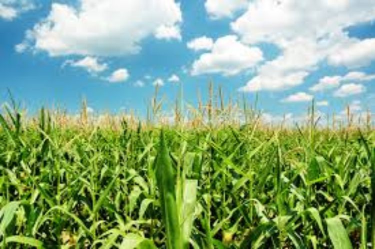 Image of a corn field on a sunny day.
