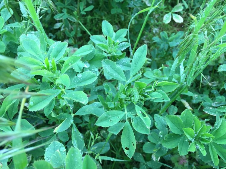 Alfalfa weevil feeding symptoms.