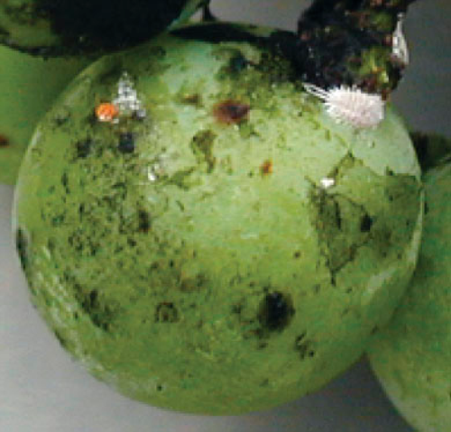  Sooty mold developing on mealybug honeydew. 