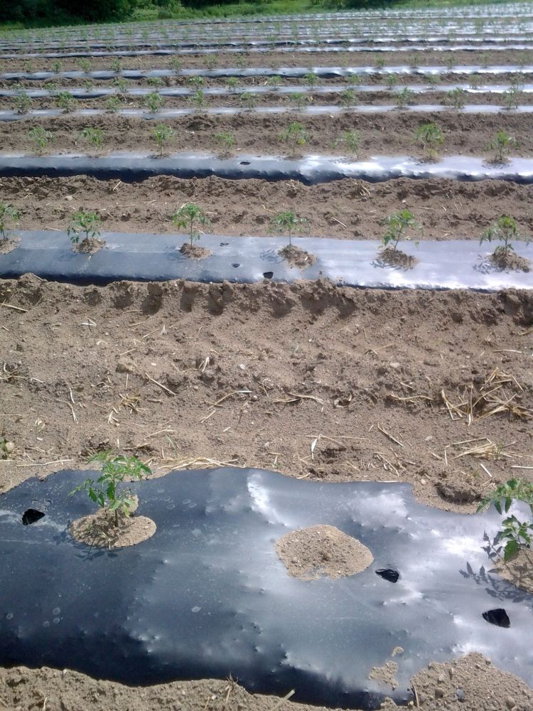 Bedded row vegetable plantings, like these field tomatoes, can be fertilized through drip tape irrigation for mid-season nitrogen needs right in the root zone. Photo: Ben Phillips, MSU Extension.