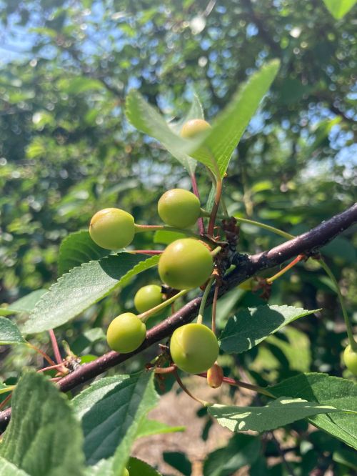 Close up of cherry buds on a tree.