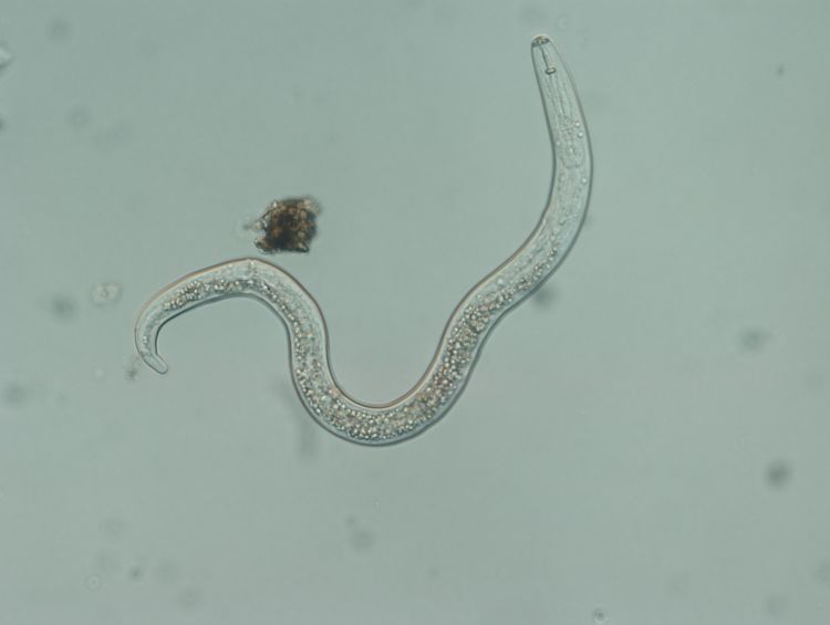 Lesion nematode specimen magnified under light microscope. Photo by Zane Grabau, MSU.