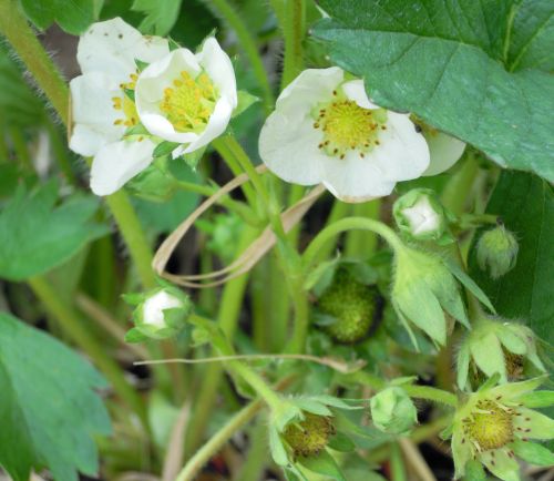 Strawberries