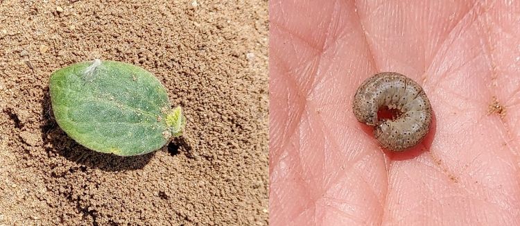 Squash seedling and cutworm in a hand.