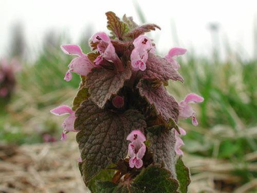  henbit6.la.jpg 