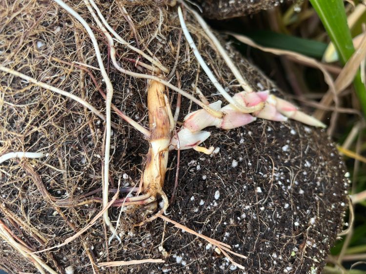 Closeup of a johnsongrass rhizome.