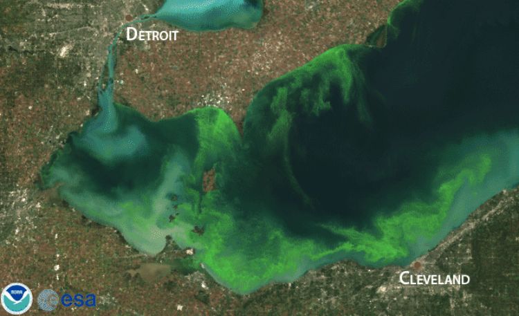Satellite image of 2011 bloom, the worst bloom in recent years, which impacted over half of the lake shore Photo credit: MERIS/ESA, processed by NOAA/NOS/NCCOS