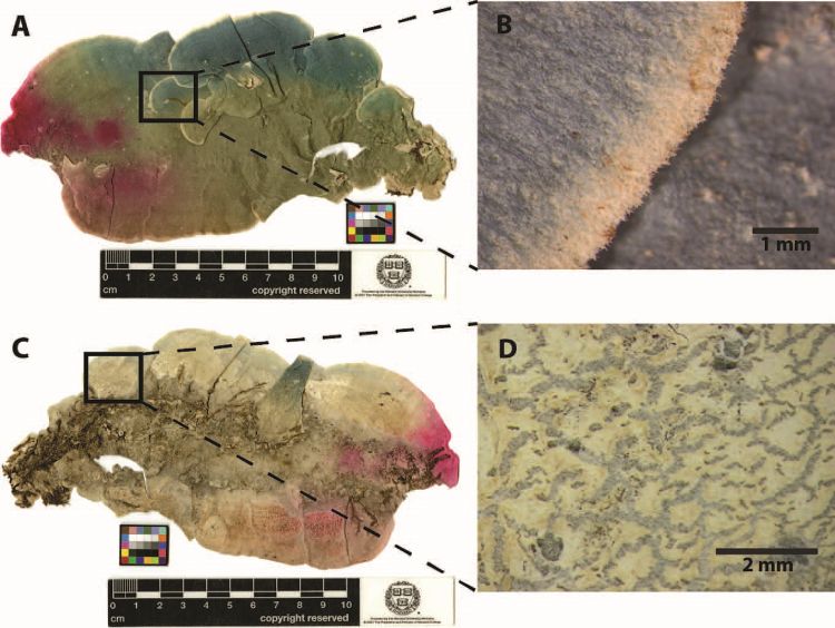 Thallus of D. huaorani. A: upper side; B: detail of the upper side; C: underside; D: detail of the underside.