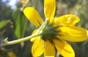 Paleleaf woodland sunflower underside of blossom
