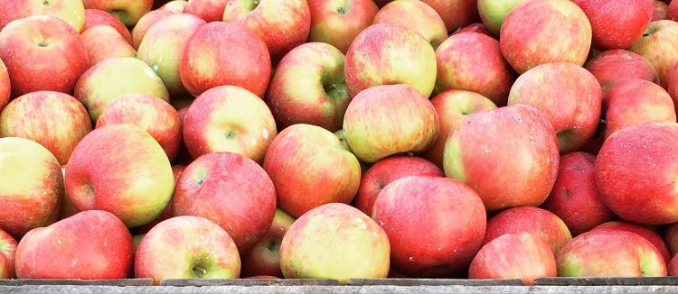 The Real Reason Honeycrisp Apples Are So Expensive