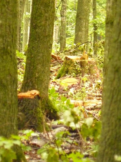 Post-harvest selection silviculture in northern hardwoods.