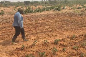 On Agrilinks: Building Resilience in Nigerian Agriculture