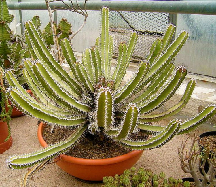 Euphorbia succulents. Photo credit: Frank Vincentz, Wikimedia Commons