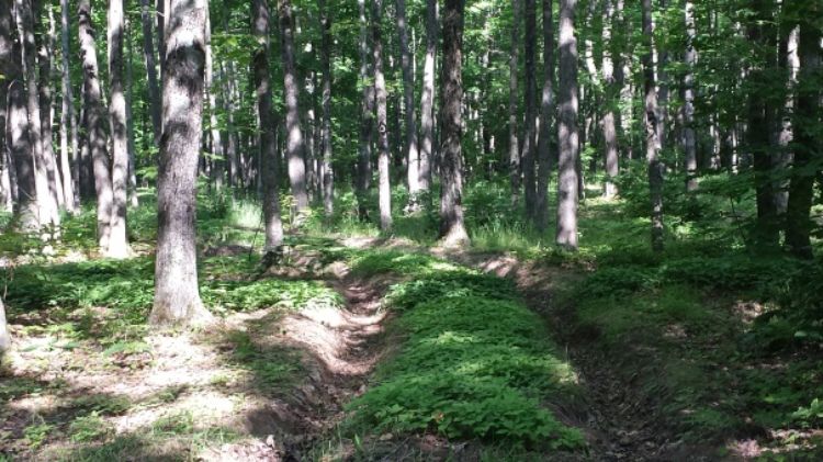 Forest grown ginseng under cultivation in W. Upper Peninsula, Michigan. Photo credit: Mike Schira l MSU Extension