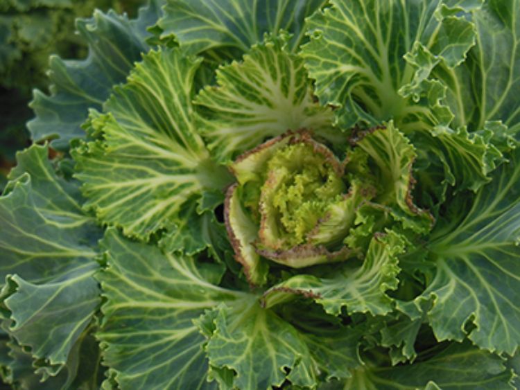 Photo 1. Ornamental cabbage exhibiting marginal tip burn caused by excessive fertilization.