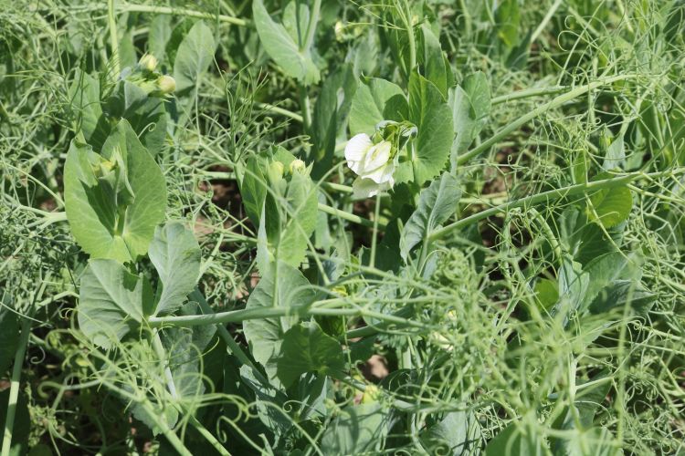 Peas blossoming