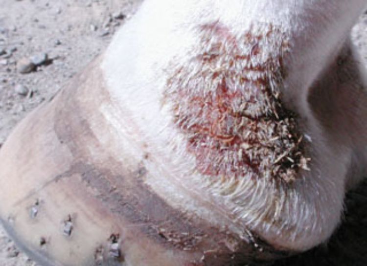 Scratches, also known as mud fever or greasy heel, can affect horses that are housed in wet, muddy environments.