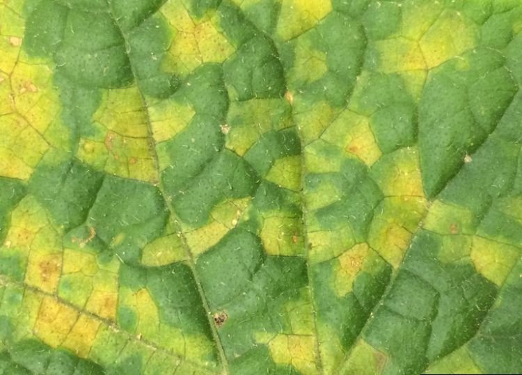 Downy mildew infection in cucumber
