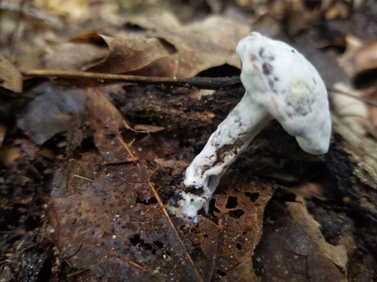 Bolete parasitized by H. chrysospermus