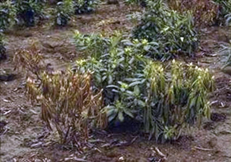 Photo 1. Dead plant on left and wilted plant on right caused by Phytophthora spp. Photo credit: Jay Pscheidt, Oregon State University