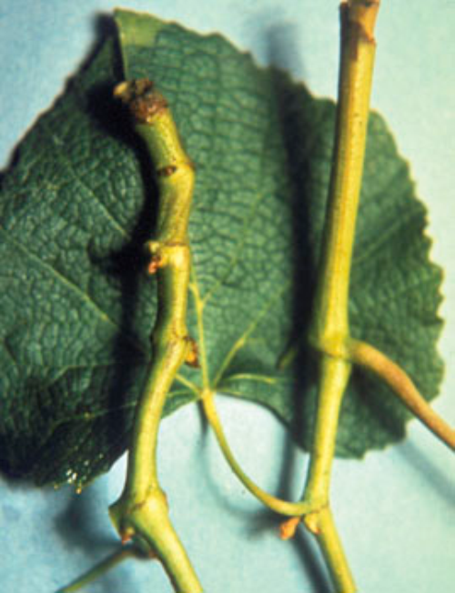  An infected shoot (left) compared with a healthy shoot (right). 