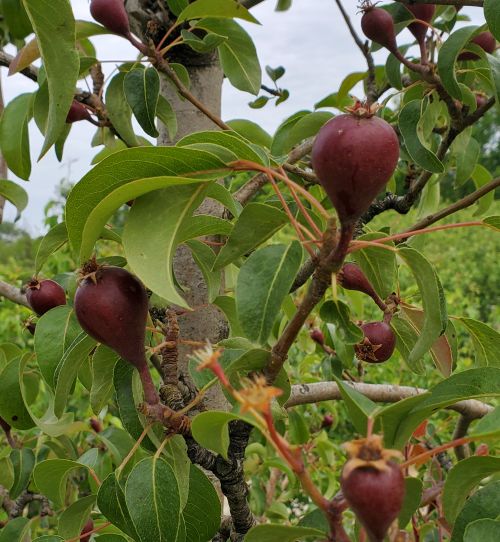 Pear in June drop stage.