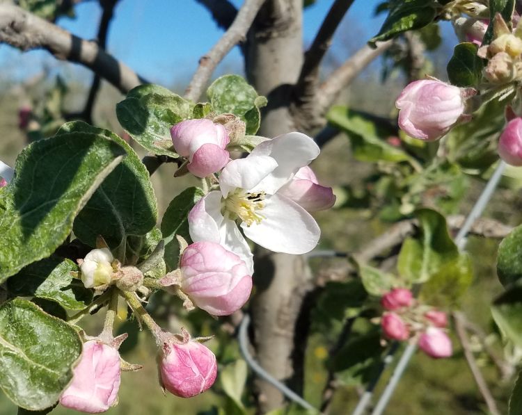 Apples blooming