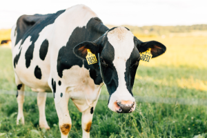 Dairy Margin Coverage Sign-up Through December 11, 2020