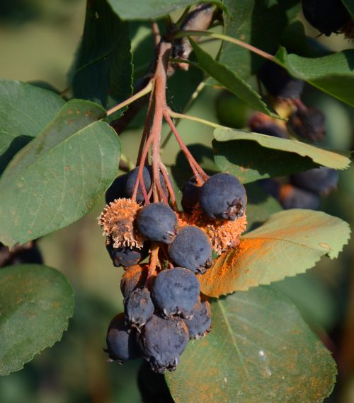 Orange spores of saskatoon juniper rust.