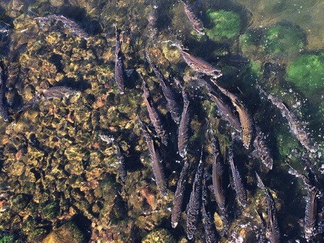 Salmon Run Offers Unique Fish Watching Opportunities For