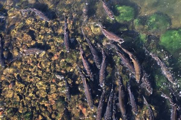 Salmon Run Offers Unique Fish Watching Opportunities For Nature Enthusiasts Michigan Sea Grant