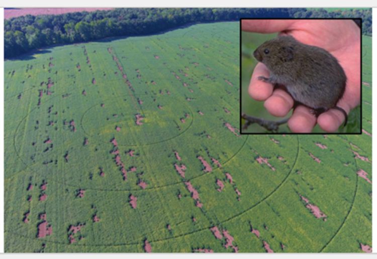 Aerial view of a field with severe vole damage, and a closeup picture of a vole.