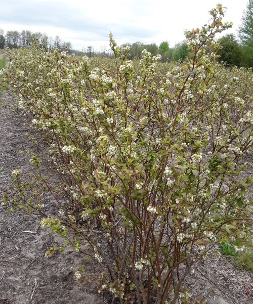 Bluetta blueberry bush with no damage to flower buds.